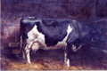Vache holstein 98x130 1988